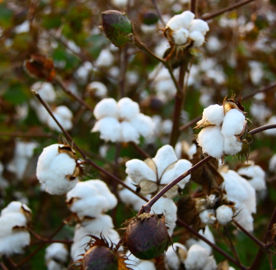 Cotton hedges