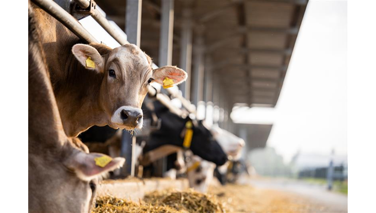 Precios del agro colombiano se estabilizan en octubre, ubicando la variación anual en 7.8 %