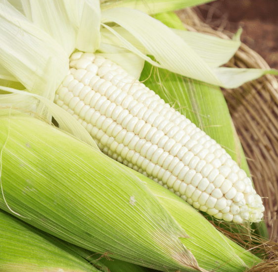 White Corn