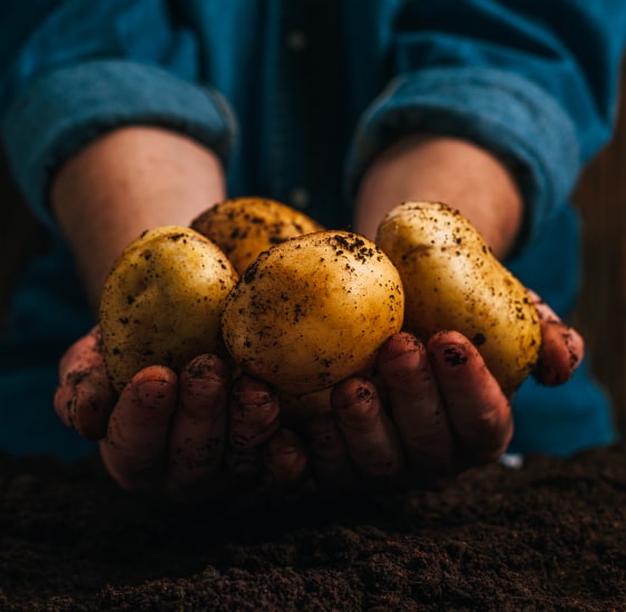 Potato commercialization