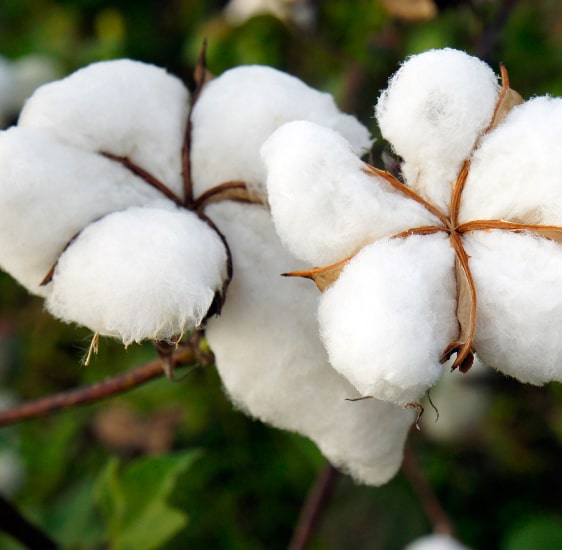 Cotton