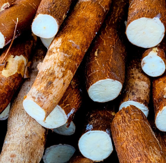 Cassava