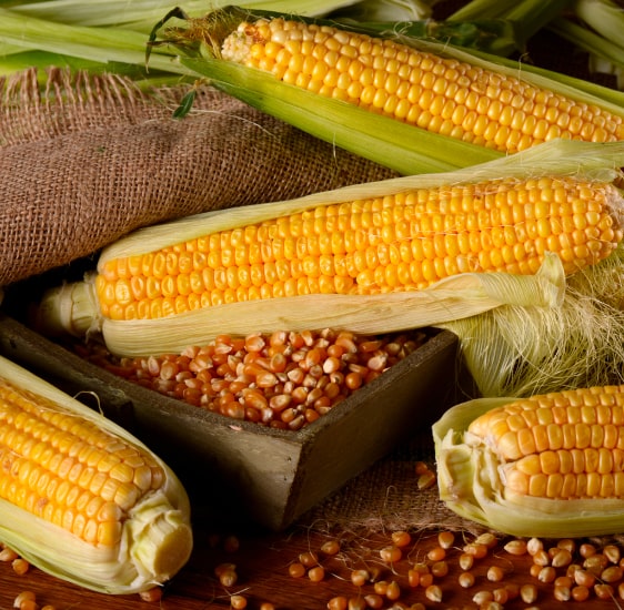 Cobertura de maíz