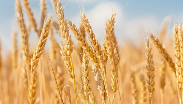 En marzo la inflación anual del sector agropecuario se redujo a 15.8%, la más baja desde abril de 2021