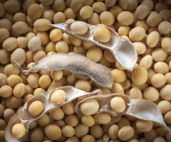 Soya