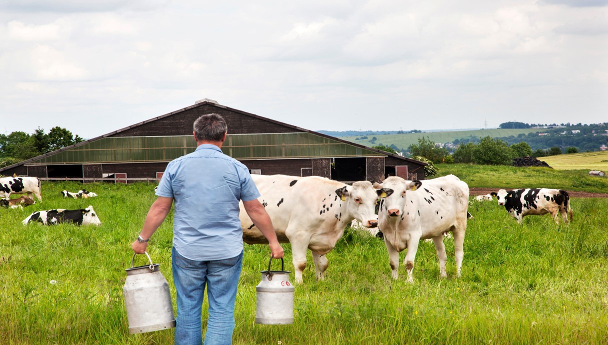 Oportunidades para el sector lácteo: así funcionan las subastas de leche a través de la Bolsa Mercantil