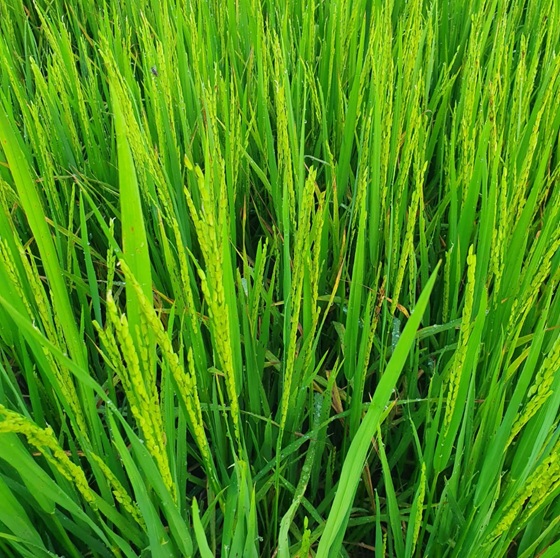 Arroz